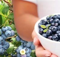 Jolly Berries - Accommodation Nelson Bay