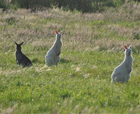 Panorama Garden Estate - Accommodation Nelson Bay 1