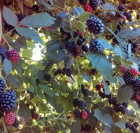 Gunnadoo Berries - Accommodation Nelson Bay