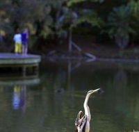 Birdwatching in the South Burnett - Accommodation Nelson Bay