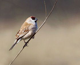 Capertee Valley Bird Trail - Accommodation Nelson Bay 3