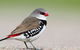 Capertee Valley Bird Trail - thumb 1