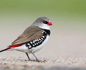 Capertee Valley Bird Trail - Accommodation Nelson Bay 1