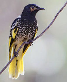 Capertee Valley Bird Trail - Accommodation Nelson Bay 4