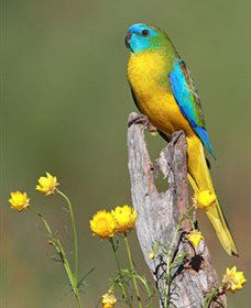 Capertee Valley Bird Trail - Accommodation Nelson Bay 5