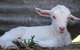 Jannei Artisan Cheese Makers - thumb 1