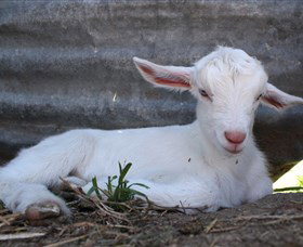 Jannei Artisan Cheese Makers - Accommodation Nelson Bay 1