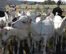 Jannei Artisan Cheese Makers - Accommodation Nelson Bay 5