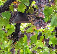  Murrumbateman Winery Company Pty Ltd  - Accommodation Nelson Bay