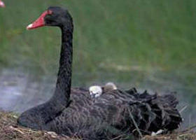 French Island Marine National Park - Accommodation Nelson Bay 0