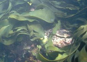 Churchill Island Marine National Park - Accommodation Nelson Bay 0