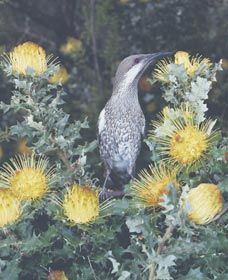 Dryandra Woodland - Accommodation Nelson Bay 1