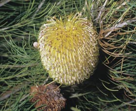 Dryandra Woodland - Accommodation Nelson Bay 3