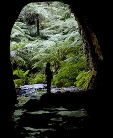Glow Worm Tunnel - Accommodation Nelson Bay 2