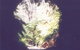 Glow Worm Tunnel - thumb 0