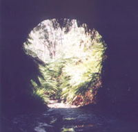 Glow Worm Tunnel - Accommodation Nelson Bay