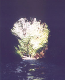Glow Worm Tunnel - Accommodation Nelson Bay 0