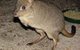 Barna Mia Native Animal Sanctuary - thumb 1