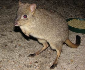 Barna Mia Native Animal Sanctuary - Accommodation Nelson Bay 1