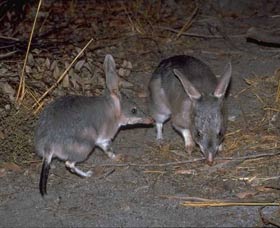 Barna Mia Native Animal Sanctuary - Accommodation Nelson Bay 2