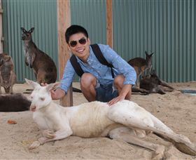 Maru Koala And Animal Park - Accommodation Nelson Bay 2
