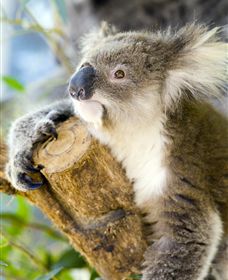 Maru Koala And Animal Park - Accommodation Nelson Bay 1