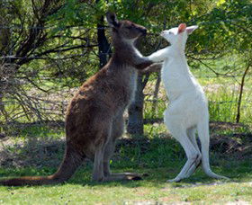 Maru Koala And Animal Park - Accommodation Nelson Bay 5