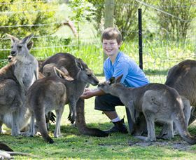 Maru Koala And Animal Park - Accommodation Nelson Bay 4
