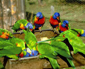 Canberra Walk In Aviary - Accommodation Nelson Bay 1