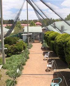 Canberra Walk In Aviary - Accommodation Nelson Bay 3