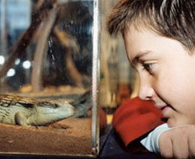 Canberra Reptile Zoo - Accommodation Nelson Bay 0