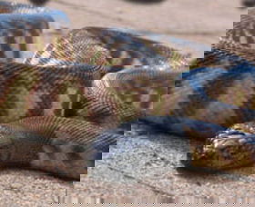Canberra Reptile Zoo - Accommodation Nelson Bay 1