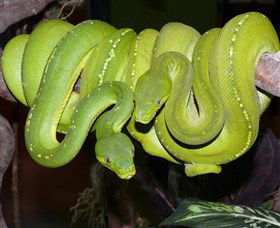 Canberra Reptile Zoo - Accommodation Nelson Bay 2