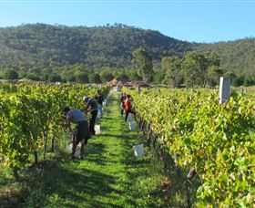 Savina Lane Premum Wines - Accommodation Nelson Bay 1