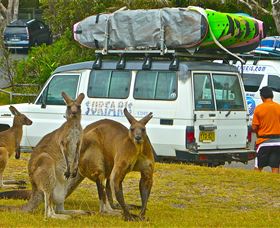 Surfaris Surf Camp - Accommodation Nelson Bay 3