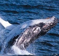 Sydney Eco Whale Watching - Accommodation Nelson Bay