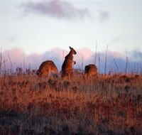 Dingo Tours - Accommodation Nelson Bay