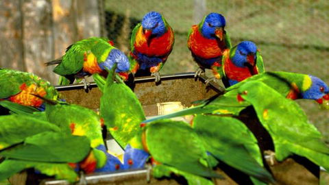 Canberra Walk In Aviary - Accommodation Nelson Bay 4