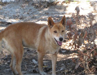 Cohunu Koala Park - Accommodation Nelson Bay 0