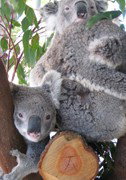 Cohunu Koala Park - Accommodation Nelson Bay 1