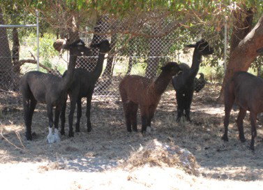 Cohunu Koala Park - Accommodation Nelson Bay 2