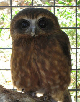 Cohunu Koala Park - Accommodation Nelson Bay 3