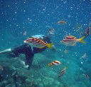 Imagine Cruises - Accommodation Nelson Bay