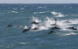  Accommodation Nelson Bay