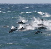 Tamboi Queen Cruises - Accommodation Nelson Bay