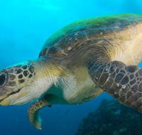 Byron Bay Dive Centre - Accommodation Nelson Bay