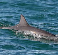 Byron Bay Dolphin Wildlife Tours - Accommodation Nelson Bay
