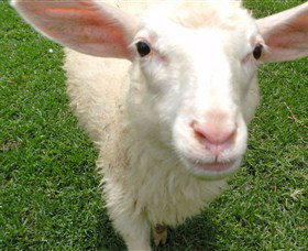 Golden Ridge Animal Farm - Accommodation Nelson Bay 0