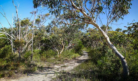 Aboriginal Heritage Walk - Accommodation Nelson Bay 2