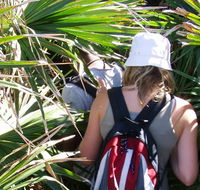 Palm Jungle loop track - Accommodation Nelson Bay